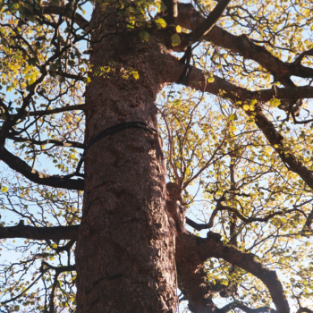 Sustainability and planetary health at Edinburgh Medical School
