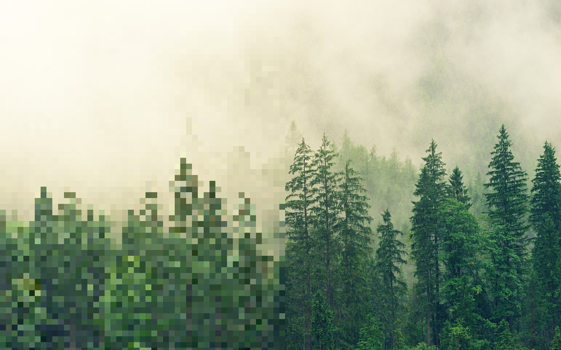 Photo of a pine forest