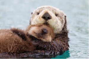 https://japari-library.com/w/images/9/93/Alaskan_Sea_Otter.jpg Alaskan Sea Otters