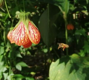 Pollinator